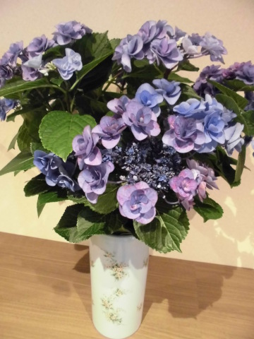 紫陽花①