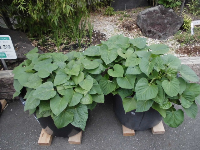さつまいも